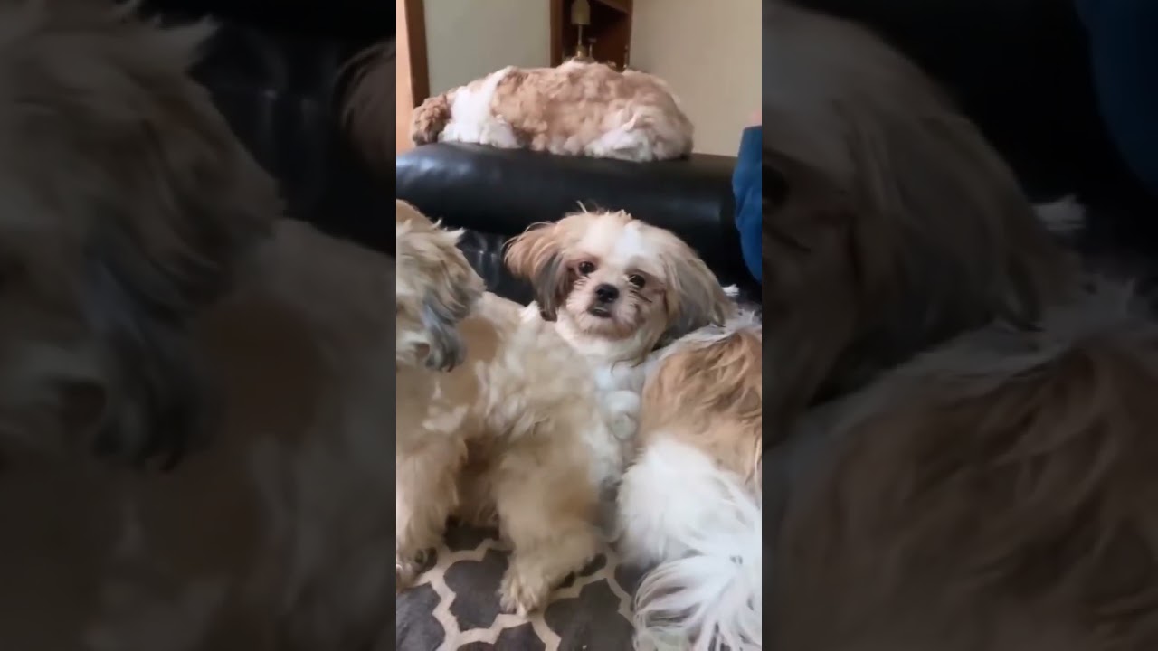 MY LIFE IN ONE FRAME 🧿/ POOJA GOWDA @poojagowdayoutubechannel