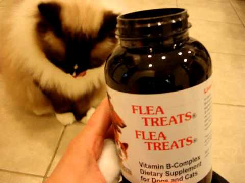 Ragdoll Cats Receive Flea Treats - Natural Flea Treatments for Cats - ラグドール -- Floppycats