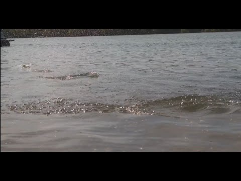 Musikstunde 22 mit Herrn Kleis: Intermezzo