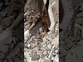 Woodworking Cuttingmachine Woodstool