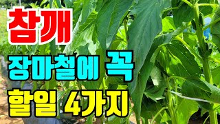 참깨 장마철에 해야할4가지 안하면 참깨 다 죽어요.