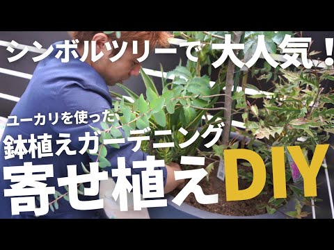 ユーカリ「アズラ」 植物
