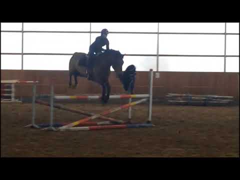 *FOR SALE* gelding Numero Uno x Sandro Boy, born 2013