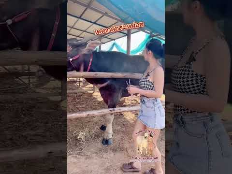 ฉีดยาแบบสับๆ😂#funny #comedy #animals #baffalo #farming #อรัญญาฟาร์ม