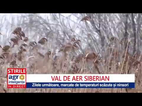 Alertă meteo: Val de aer siberian și ninsori