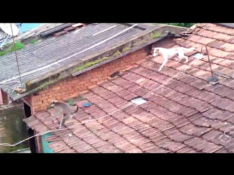 Pigeon security Dog guard 'securing from monkey'