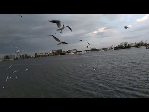 Yashveer with seagulls at creek park