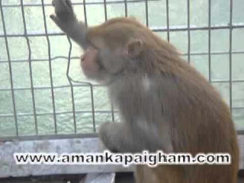 munnu jaunpur mufti mohalla