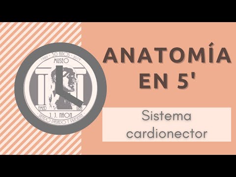 Sistema Cardionector en 5 minutos | UBA. Museo de Anatomía J.J. Naón