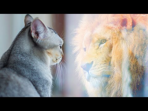 この曲は夢を大きくするためにあなたを鼓舞します!(NOT PLAYING SMALL ANYMORE) (This Song Will Inspire You To Dream Bigger! (NOT PLAYING SMALL ANYMORE))