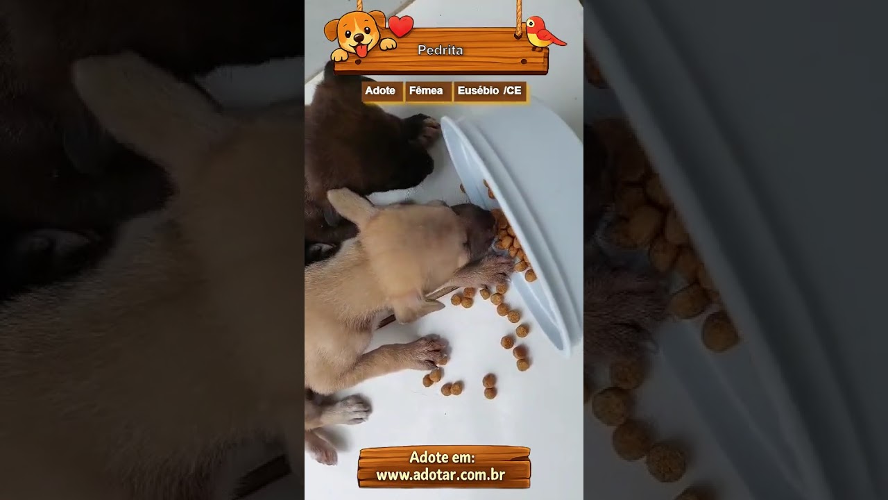 Cachorro raça SRD-ViraLata idade Abaixo de 2 meses nome Pedrita