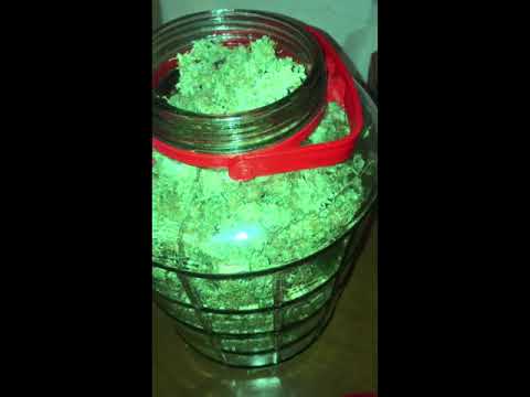 KAMAL HK X LAJOYA - COCO REMIX