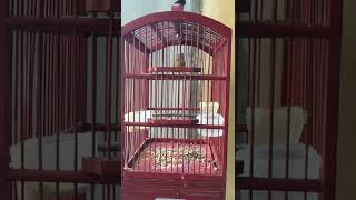 Download lagu Tieumi a.k.a wambi mini gacor mp3 Download lagu Tieumi a.k.a wambi mini gacor mp3