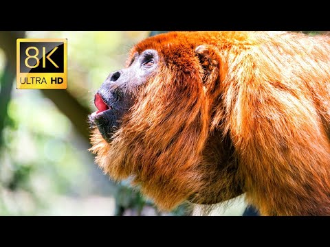 Life of Animals [ Amazon Rain Forest] 8K 60Fps