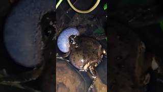 Download lagu Suara kodok blentung mp3