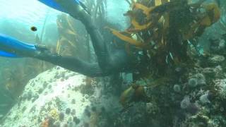 Ecklon kelp harvesting