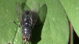 Blue Bottle Fly (Calliphoridae: Calliphora) on Leaf