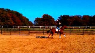 preview picture of video 'Mack-16.2 h, 9 yr old TB-super easy, jumps great!!'
