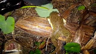 ພາລູກຊາຍເລາະແຄມໜອງ