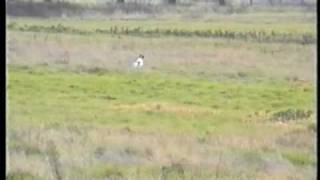 Setter Picasso del Binario