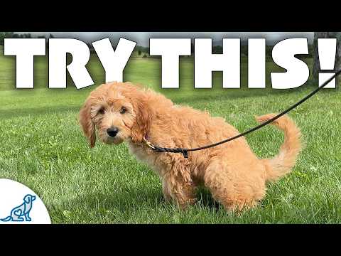 STOP Doing Your “Traditional” Puppy Potty Training