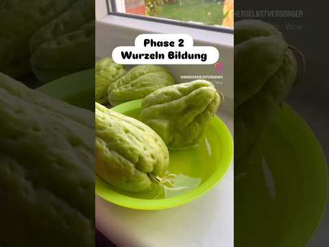 Chayote: Anbau & Überwinterung für Selbstversorger-Profis