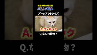 尾丸ポルカ - 引いていく画像から正体を当てるクイズ #ポルカの伝説 #尾丸ポルカ #shorts