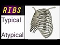 Anatomy Of Ribs Classification Of Ribs Typical Atypical Ribs Dr Shayzee