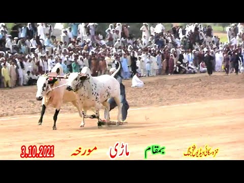 3.10.2021.bull race in pakistan