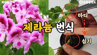 제라늄 번식 