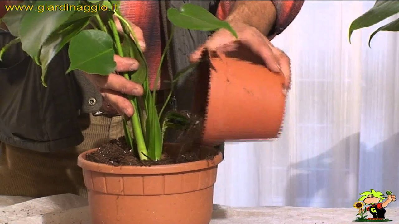 Watch Now euphorbie o piante a foglia grande euphorbie o piante a foglia grande