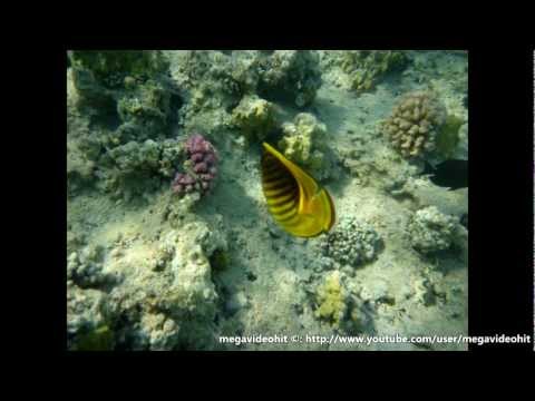 Diagonal-lined butterflyfish-Полосатая рыба-бабочка-Chaetodon fasciatus