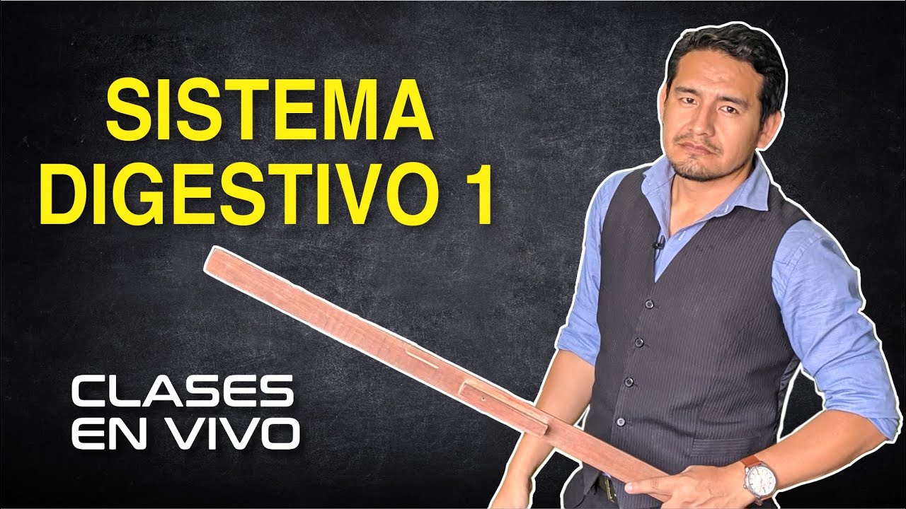 ANATOMÍA - Sistema digestivo | Parte 01 [ZOOM]