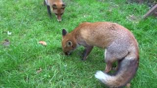 Juvenile Foxes mating