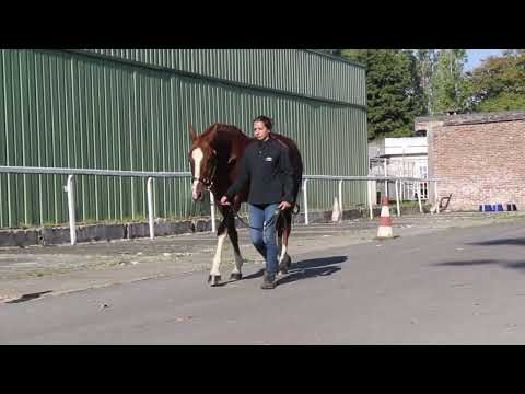 2025 Purebred Arabian Sale - Lot 75 f.   FOWAIRET  (TM FRED TEXAS x BALICA DE FAUST)