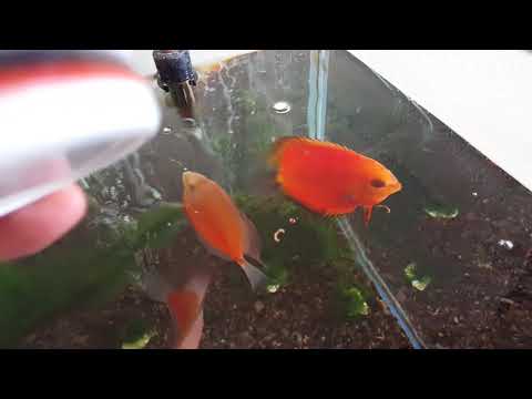 Discus Fish aquarium Tropical Tank Eating BloodWorm