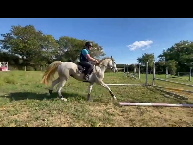 Ruin Zangersheide Te koop 2022 Schimmel ,  CABRIO VAN DE HEFFINCK