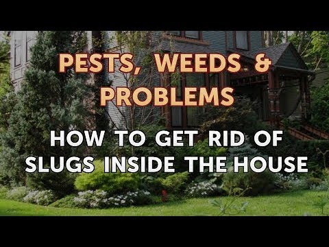 download lagu mp3 mp4 Slug Like Bug In House, download lagu Slug Like Bug In House gratis, unduh video klip Slug Like Bug In House