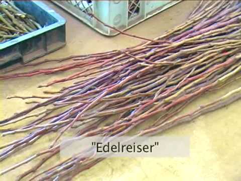 Apfelbaum vermehren im Winter - Teil 1