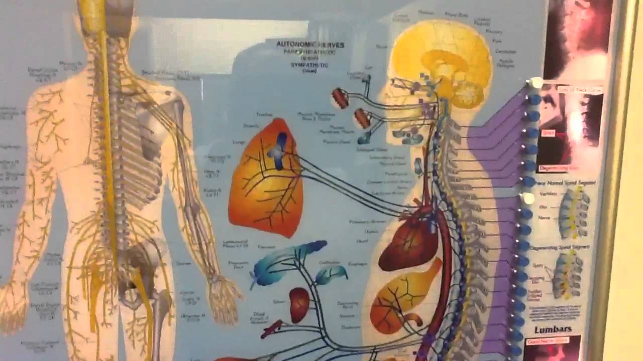 T-2 in the upper thoracic (dorsal) spine