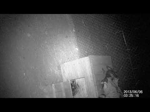 Następny dzień z życia żbika