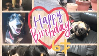 愛犬ナナセ君6才の誕生日！