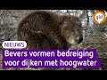 Bevers vormen een bedreiging voor dijken