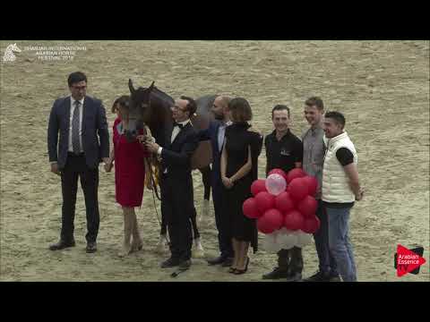 Sharjah International 2018   Stallions Championship prize giving