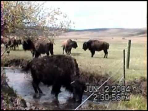 Diamond Tail Bison Engaging Fence