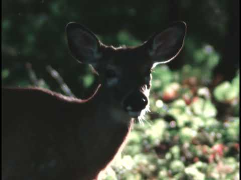 Autumn Evening (16mm, Ektachrome 100D)