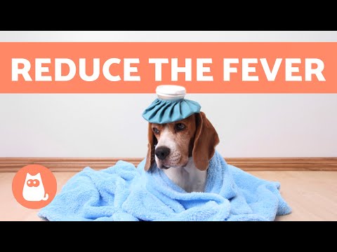How to REDUCE a DOG'S FEVER at HOME 🐶🌡 Home Remedies to Treat Fever in Dogs ✅