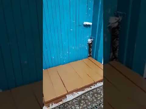Горностай в якутской больнице Горностай в якутской больнице