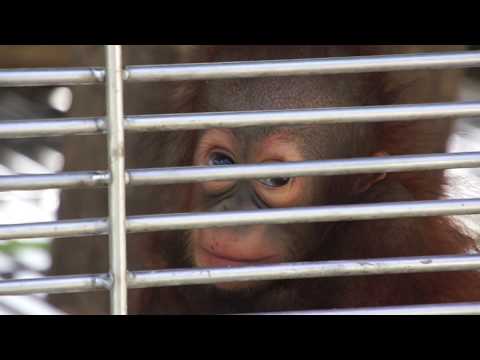 TV Presenter Nicholas Daines gets whacked on the head by Orangutan - Destination Conservation