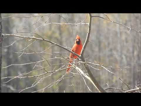 Common Backyard Birds; The Cardinal